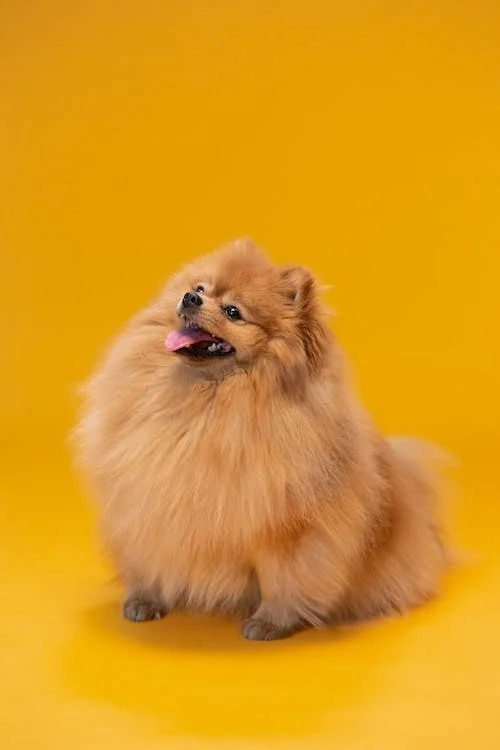 Adorable Pomeranian dog